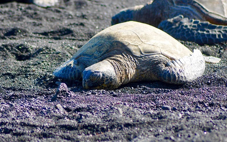 Sea Turtle on Beach in Hawaii